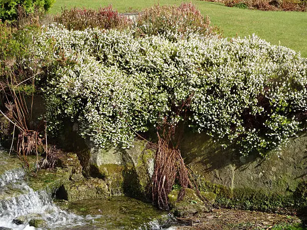 Photo showing a rockery / rock garden with a natural stream, which is pictured cascading down a small waterfall.  The garden is planted with a series of small Alpine plants and heathers (ericas), with this photo showing a heather in full bloom, being covered with white flowers in the springtime.