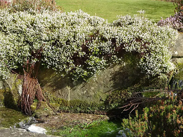 Photo showing a rockery garden, with large stones and a neat green lawn in the background.  The rock garden has been planted with dwarf prostate conifers and heather bushes, with the heather pictured being shown in full bloom and covered with thousands of tiny white flowers in the spring.