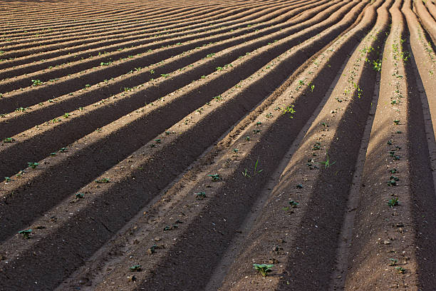 Rows in potato field stock photo