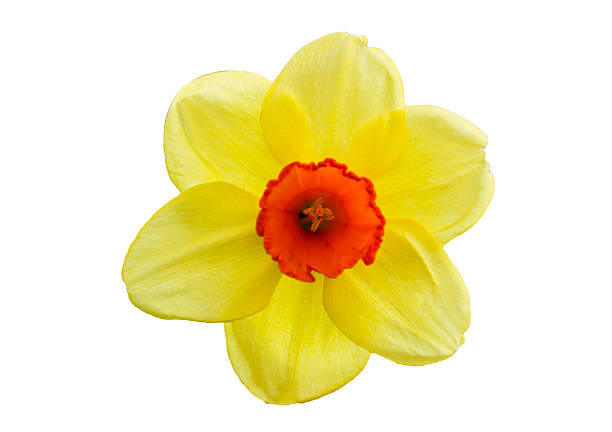 istock studio shooting beautiful yellow daffodil on a white background 469411704
