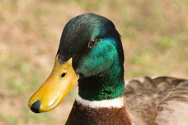 istock Mallard, Anas platyrhynchos 469412432