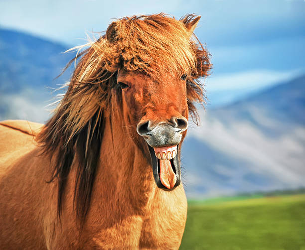 Icelandic horse smiling Icelandic horse smiling. iceland image horizontal color image stock pictures, royalty-free photos & images