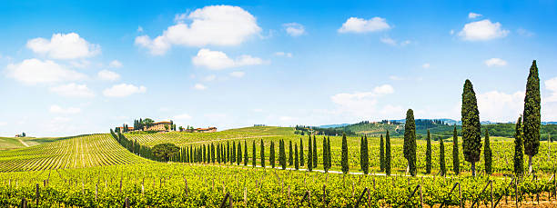 pintoresco paisaje de la toscana panorama con viñedos - tuscan cypress fotografías e imágenes de stock