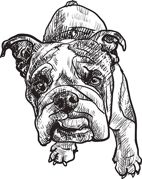 illustrazioni stock, clip art, cartoni animati e icone di tendenza di cucciolo bulldog - english bulldog