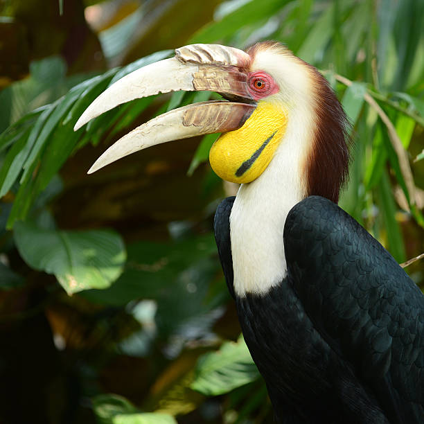 Wreathed Hornbill (Bar-pouched) bird on tree Wreathed Hornbill (Bar-pouched) bird on tree usually fine in Thailand and Malaysia wreathed hornbill stock pictures, royalty-free photos & images