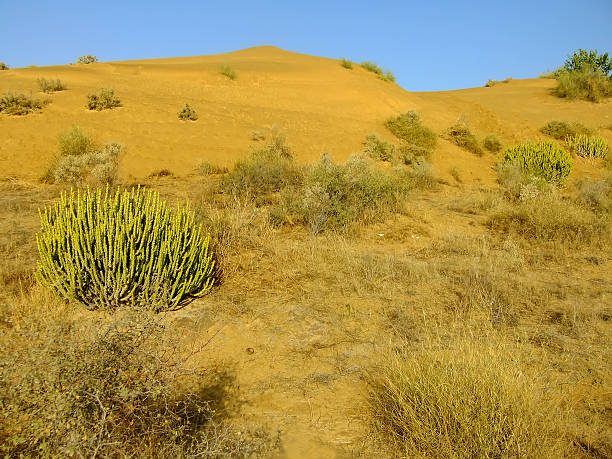 istock Thar desert near Jaisalmer, Rajasthan, India 469426370