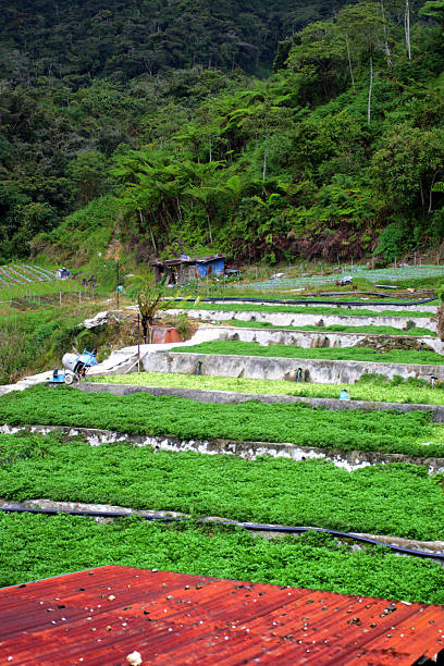 istock Vegetable Farm at Cameron Highlands, Malaysia 469431470