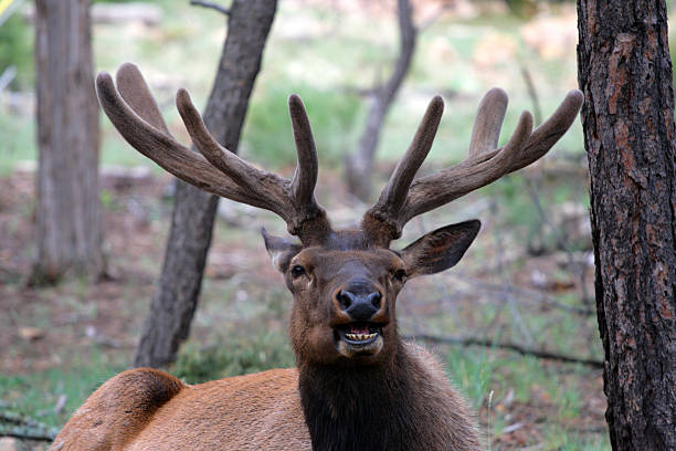 istock Mule deers at Grand Canyon National Park, US 469431578