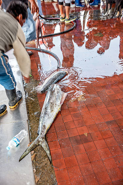Pucusana, Peru - January 12, 2015: Peruvian man squatting cleaning and washing fish with hosepipe at the dockside in Pucusana, Peru
