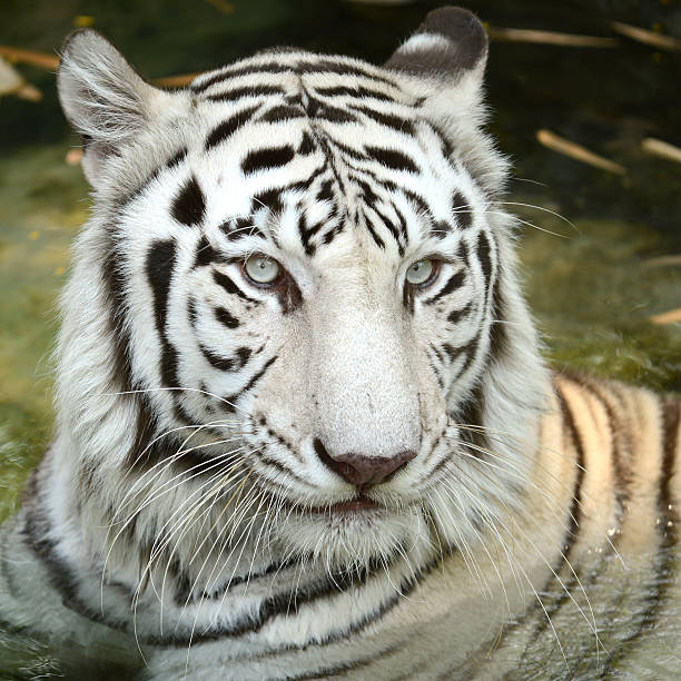 istock Fierce white Bengal tiger close up to head on water 469432432