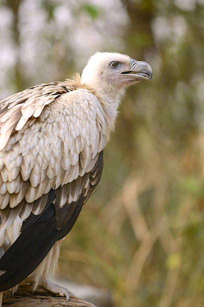 istock Vulture Bird on the wood 469432434