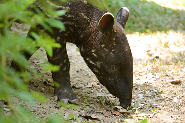 istock Cute Baby Malayan Tapir with white striped body (Tapirus indicus) 469432436