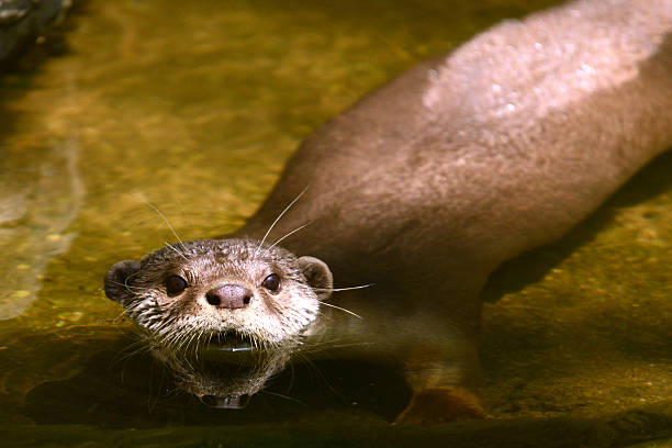 istock Smooth-Coated Otter Swimming in water 469432446