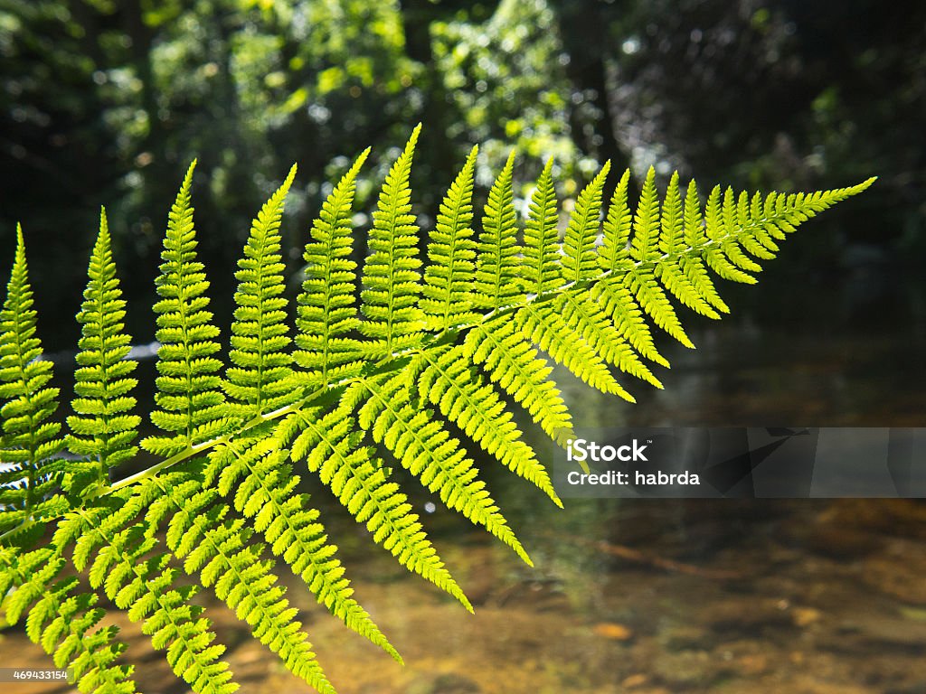 far fern in the forest Close-up Stock Photo