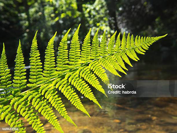 Far Stock Photo - Download Image Now - Close-up, Environment, Fern