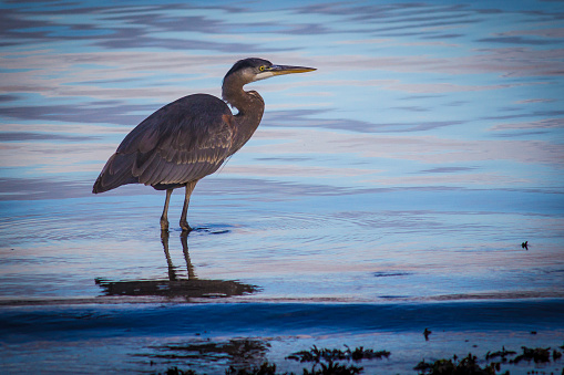 Heron standing in shallow water reflection sunset colors. Heron stands knee deep with neck looped back and spear-shaped yellow bill. Bird is tall and slender, mostly brown with black top notch and yellow eye. Blue water reflects colors of the sunset and bird shape broken by soft waves. Seaweed or grass at bottom of frame.