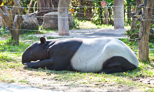 Malayan tapir (tapirus indicus)