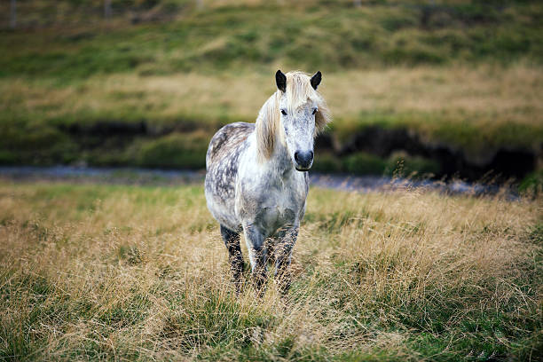 istock Icelandic horse 469438388