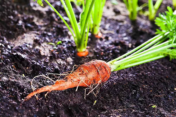 Photo of carrot on bed