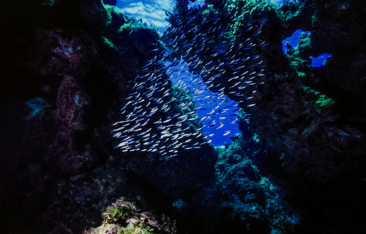Arrecife de coral bajo el agua en las cuevas photo