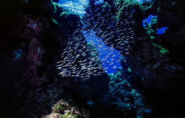 arrecife de coral bajo el agua en las cuevas - san salvador fotografías e imágenes de stock