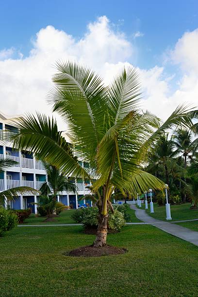 istock Palm tree at front of hotel 469439206