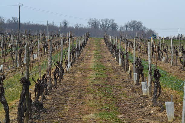 Bare grapevines for Cognac in South West France stock photo