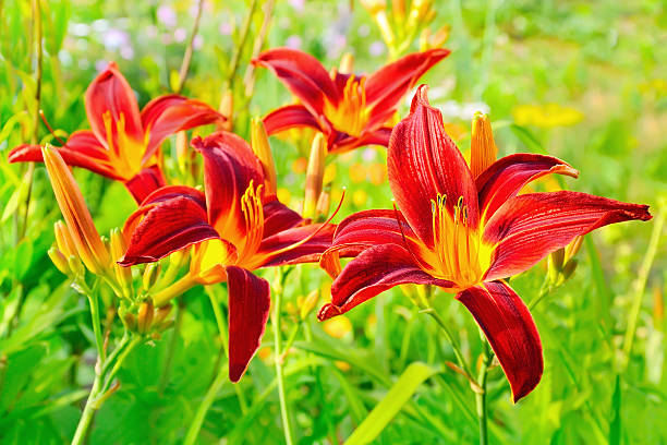 istock Lilium flower in garden 469439888