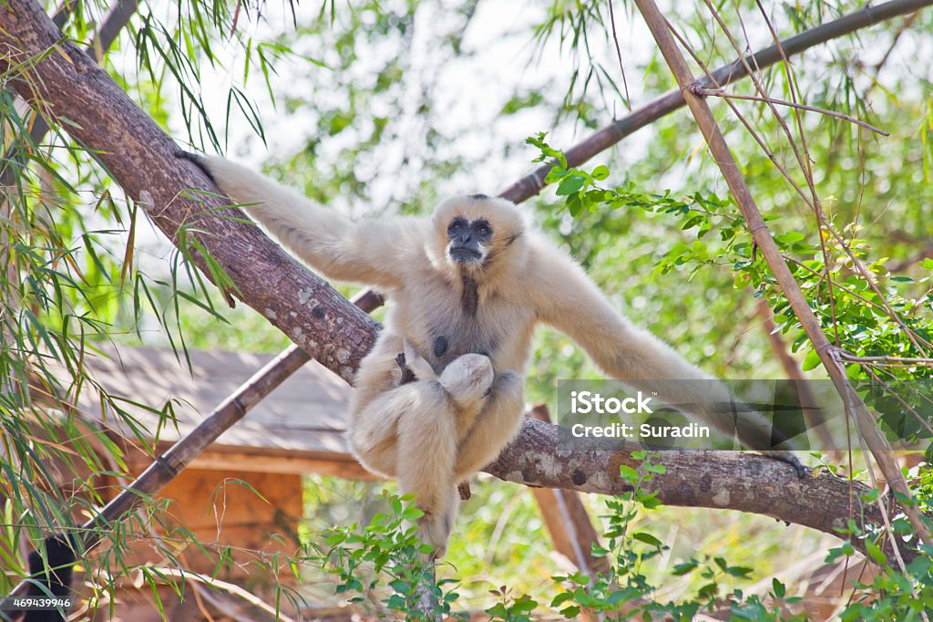 Precious specimen of Gibbon of golden cheeks with baby Animal Stock Photo