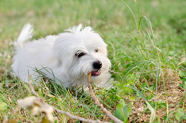 Puppy A little dog playing in nature coton de tulear stock pictures, royalty-free photos & images