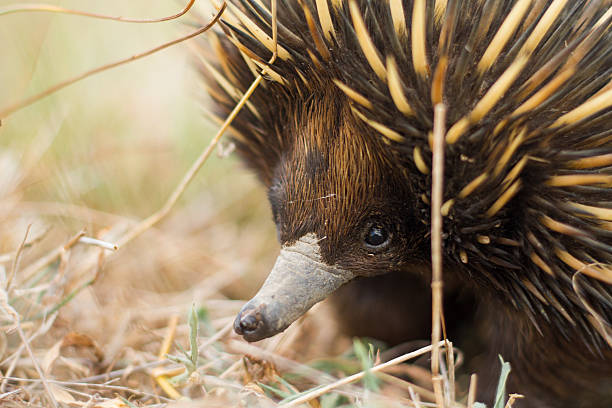 Australian Native Spiny Ant Eater Echidna close up on face stock photo