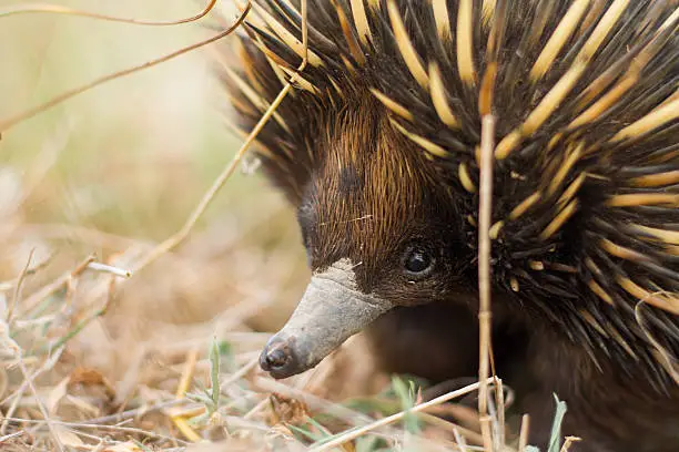 This is a close up shot of the Australian Native animal the Echidna. This shot was taken in regional NSW near Yass. This echidna only has one eye, though you can't see that clearly from the photo. 