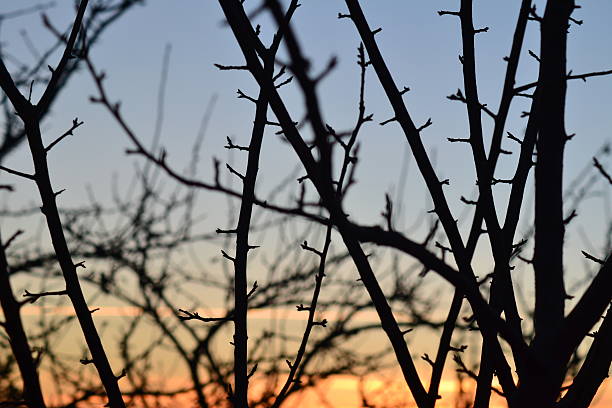 Tree branch silhouette at sunset in south west France stock photo