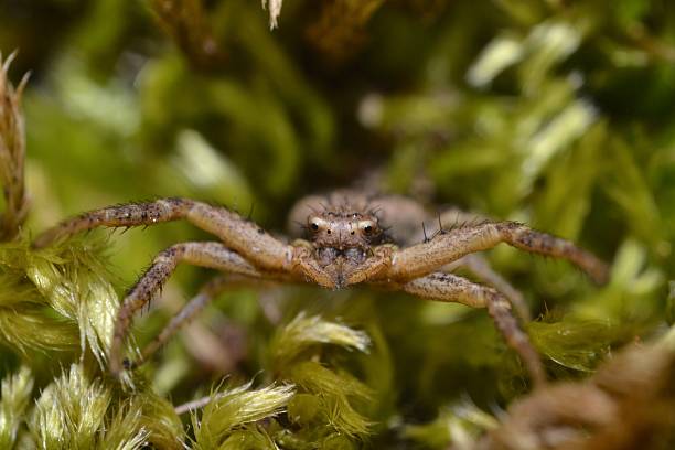 Macro of crab spider in moss taken in south west france stock photo