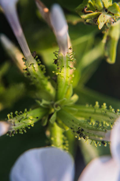 istock flower pollen, macro close-up soft focus 469441262
