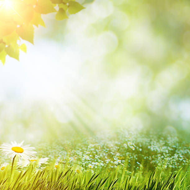 istock Minight haze in the forest, natural backgrounds 469441358