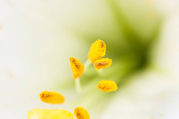 istock flower close-up, abstract background 469441416