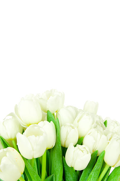 istock Bouquet of tulips 469444642