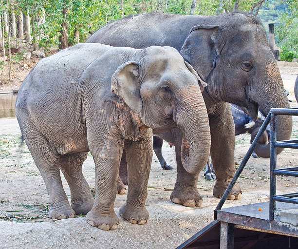 istock Group of Elephants waiting for food 469445154