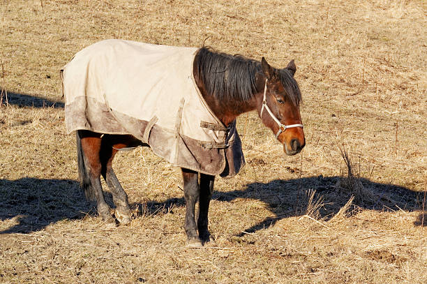 норвежский лошадь - carl jung стоковые фото и изображения