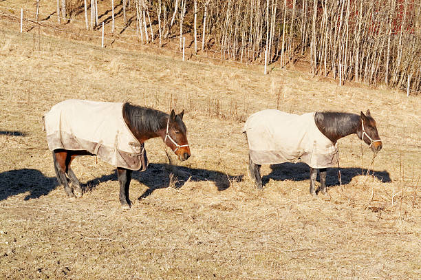 норвежский лошадь в одежде - carl jung стоковые фото и изображения