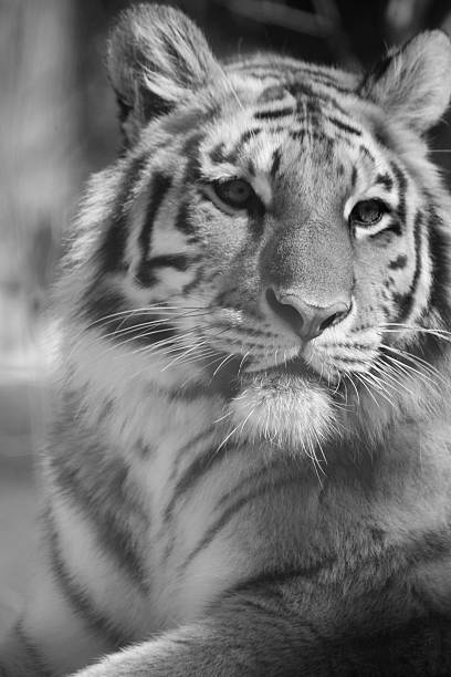 istock The Siberian tiger 469445588