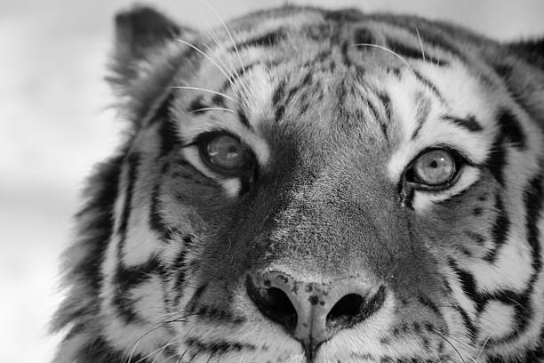 istock The Siberian tiger 469445590