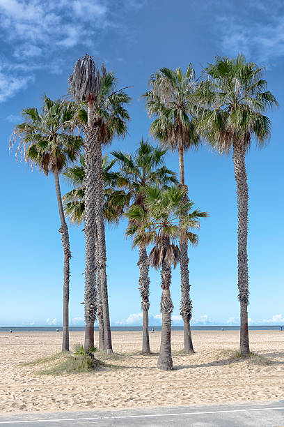 istock Palm Trees in Santa Monica 469446758