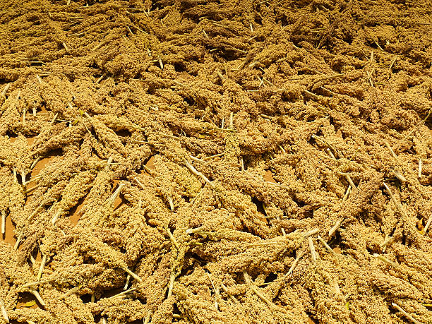 istock Corns of Sorghum bicolor, Jawar, India 469446824