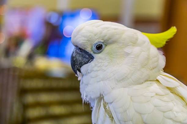 istock Head of Yellow-crested Cockatoo (Cacatua sulphurea) 469450022