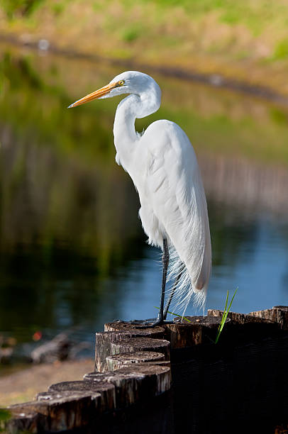 istock Great white egret, beautiful bird in Florida 469450420