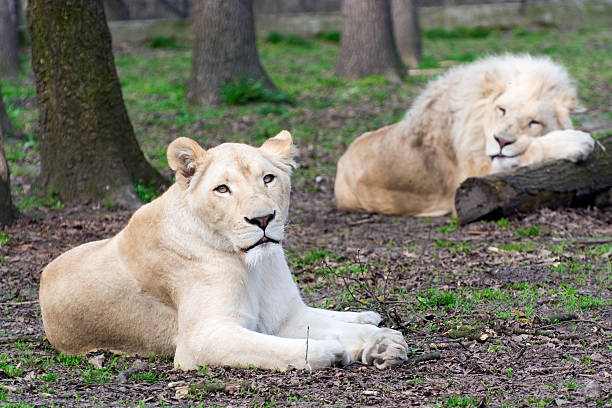 istock After love - white lion and lioness (Panthera leo kruegeri) 469450650