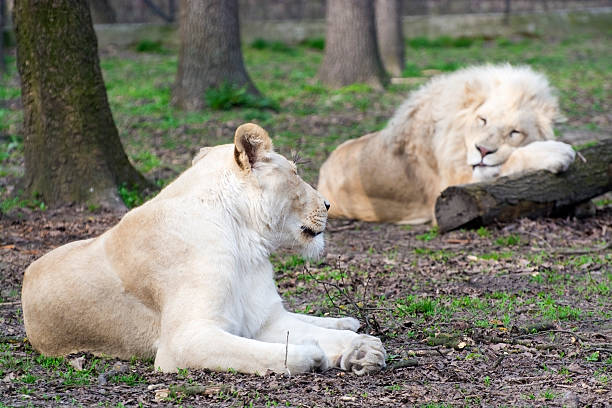 istock After love - white lion and lioness (Panthera leo kruegeri) 469450652