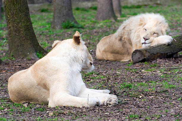 istock After love - white lion and lioness (Panthera leo kruegeri) 469450654